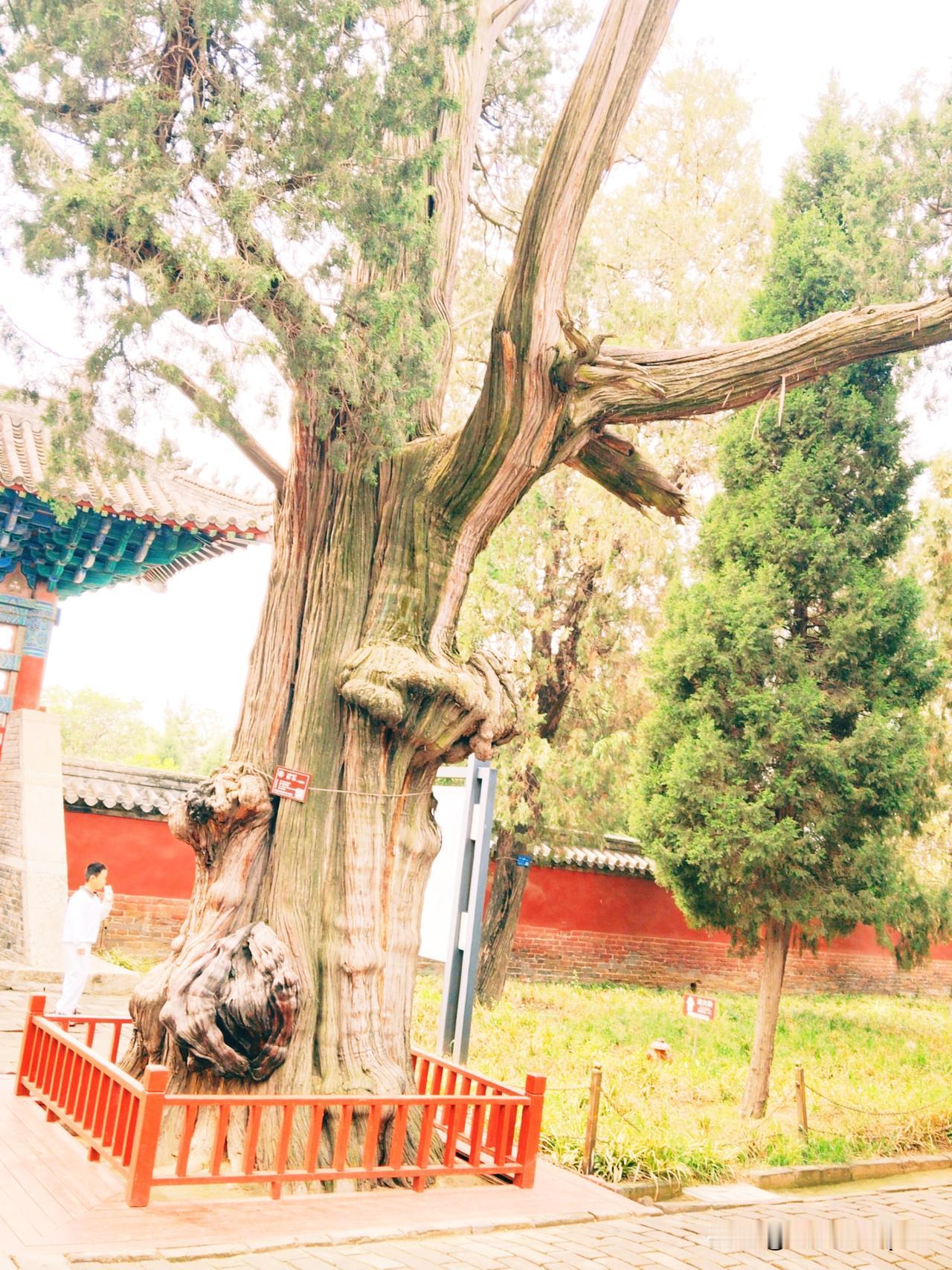 去孟庙看到了千年的古柏，枝干挺拔，树身上见证了岁月的沧桑和历史变化的痕迹。
  