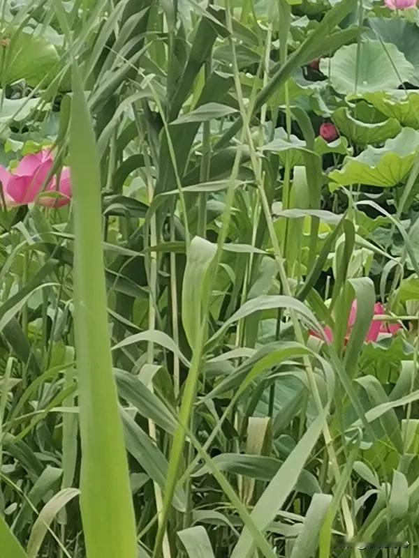 《鹧鸪天*初夏闲居》乐韵诗心原创:
满目芳菲五月稠，
晴光软覆小城楼。
庭前花落