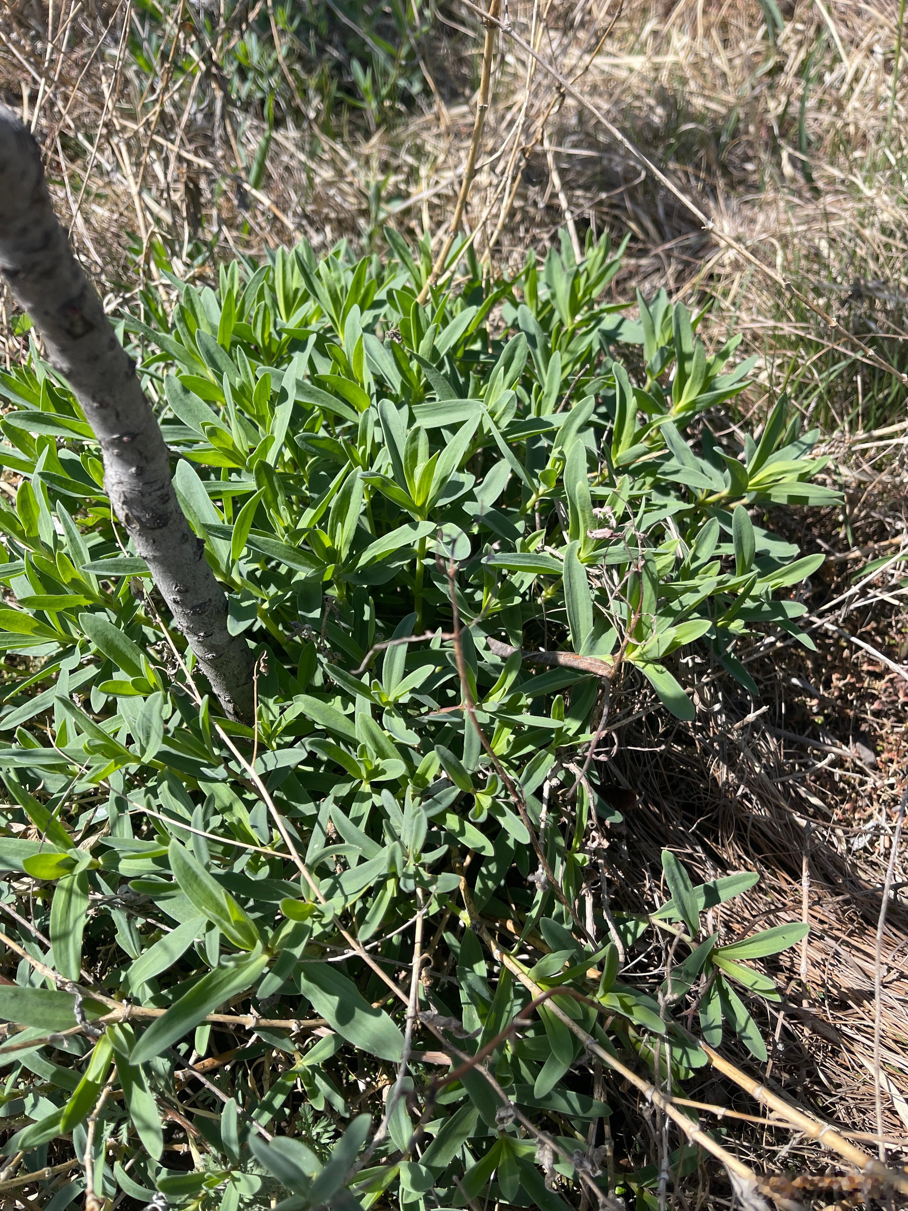 毛豆🐶昨天跟着我们一起上山摘野菜，气温很高，大太阳直晒，小家伙东跑西跑一刻不停