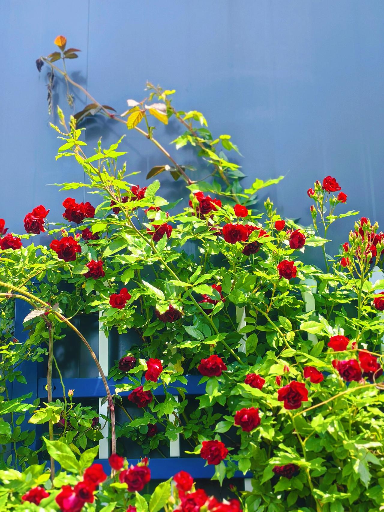 坐在春天里，
晒着太阳，
闻着花香，
忽然觉得日子真好。
没有什么～
比春天更治
