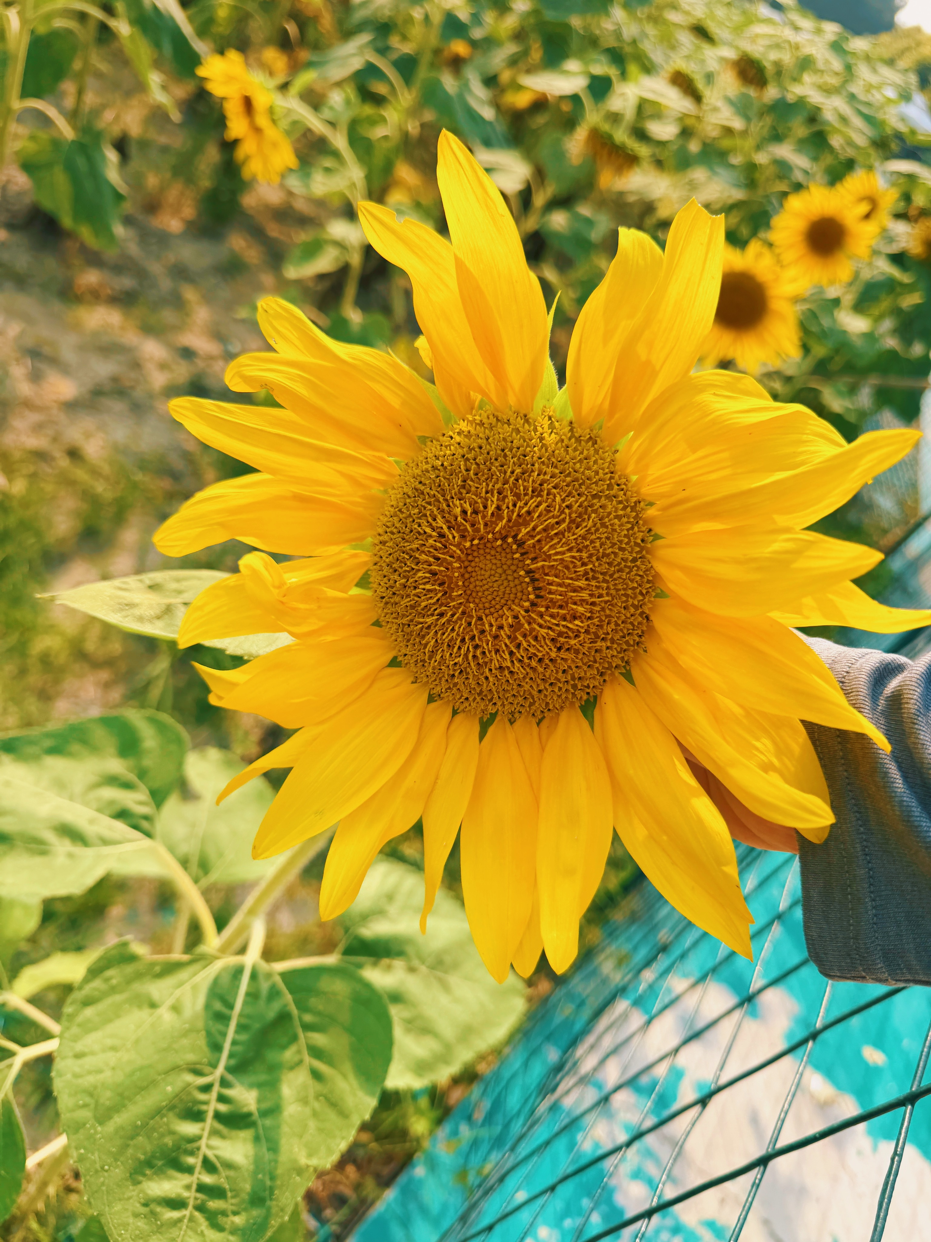 今日去赏向日葵🌻，我和马冬梅一样都喜欢这种花！摆着漂亮，熟了还能吃！ ​​​