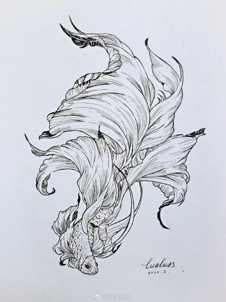 突然找到以前临摹的一条斗鱼~好久没画画了呢！ 