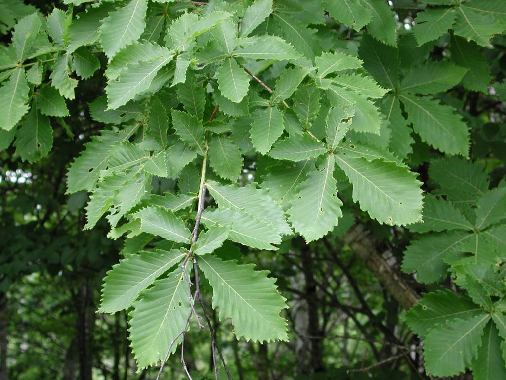 日语なら（楢）主要是指原产日本、朝鲜半岛的ミズナラ（水楢，Quercus cri