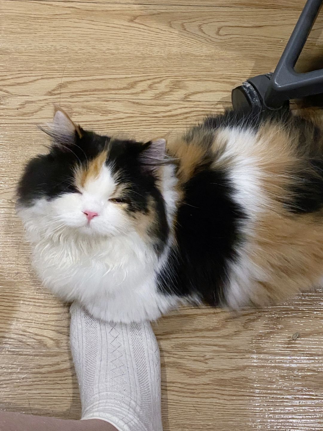一人说一个炸裂的瓜给犯困小猫解解闷