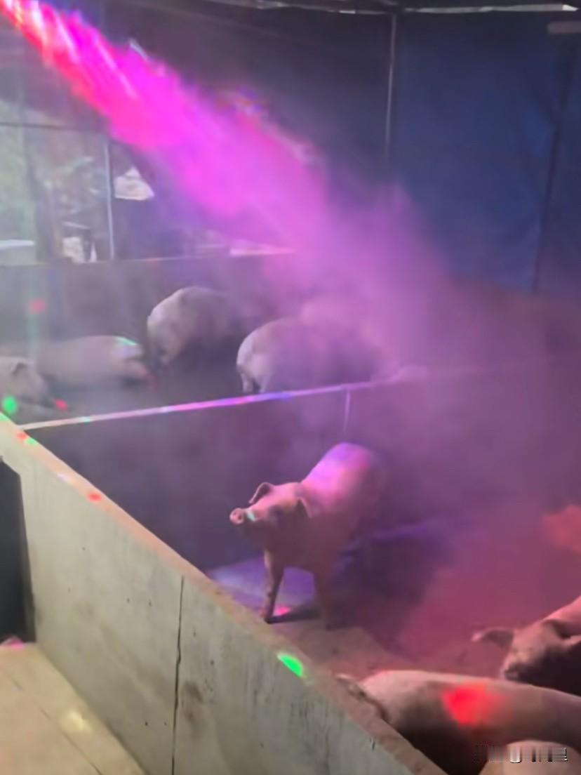 网上的人太有趣了～忍不住分享…都是脑洞大开，有趣的灵魂遍地都是啊……


养猪的