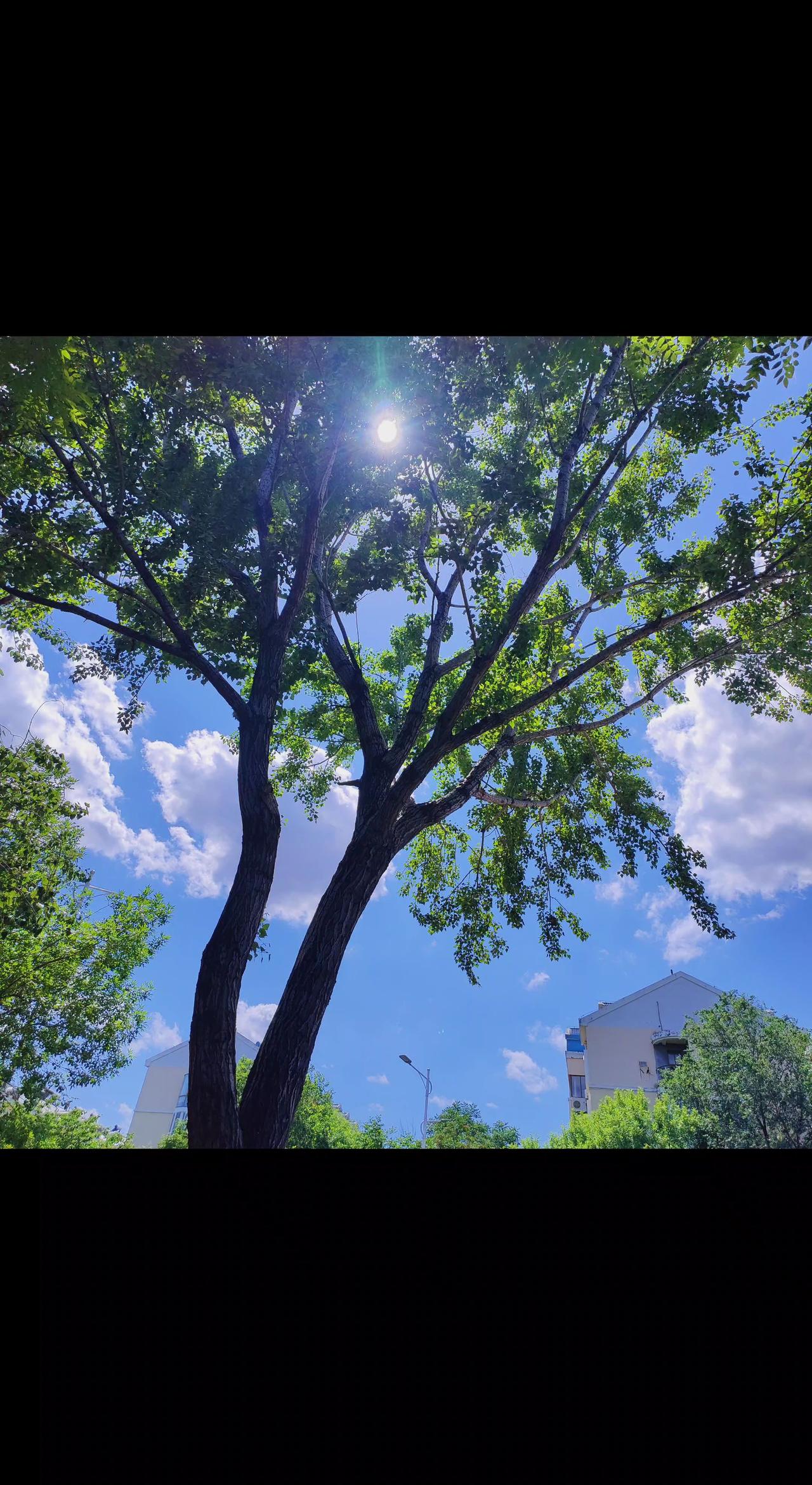树，阳光，歌声~树和蓝天 树与天空美照