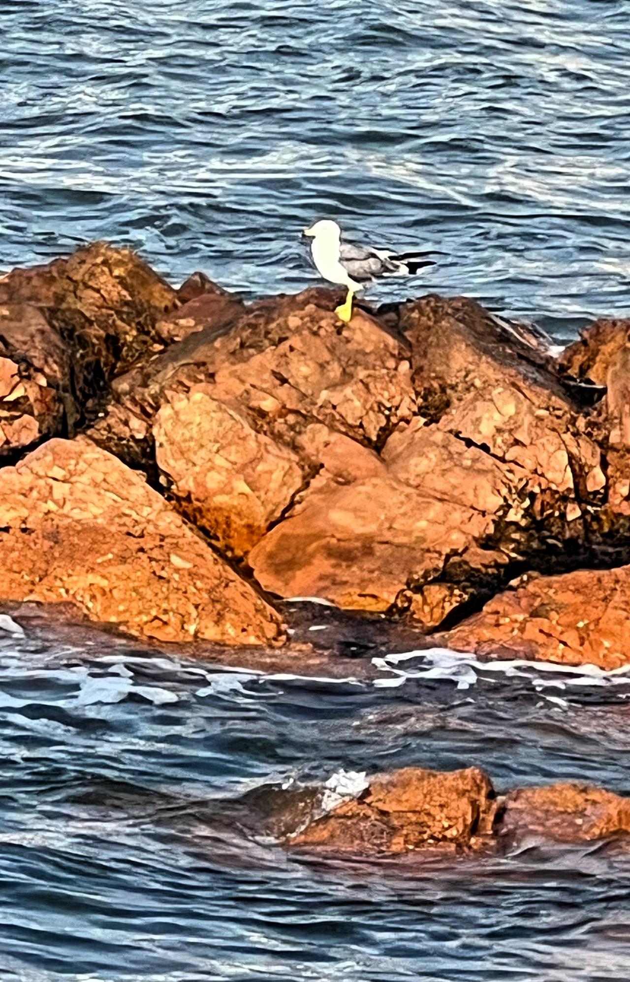 【原创】青岛—海鸥