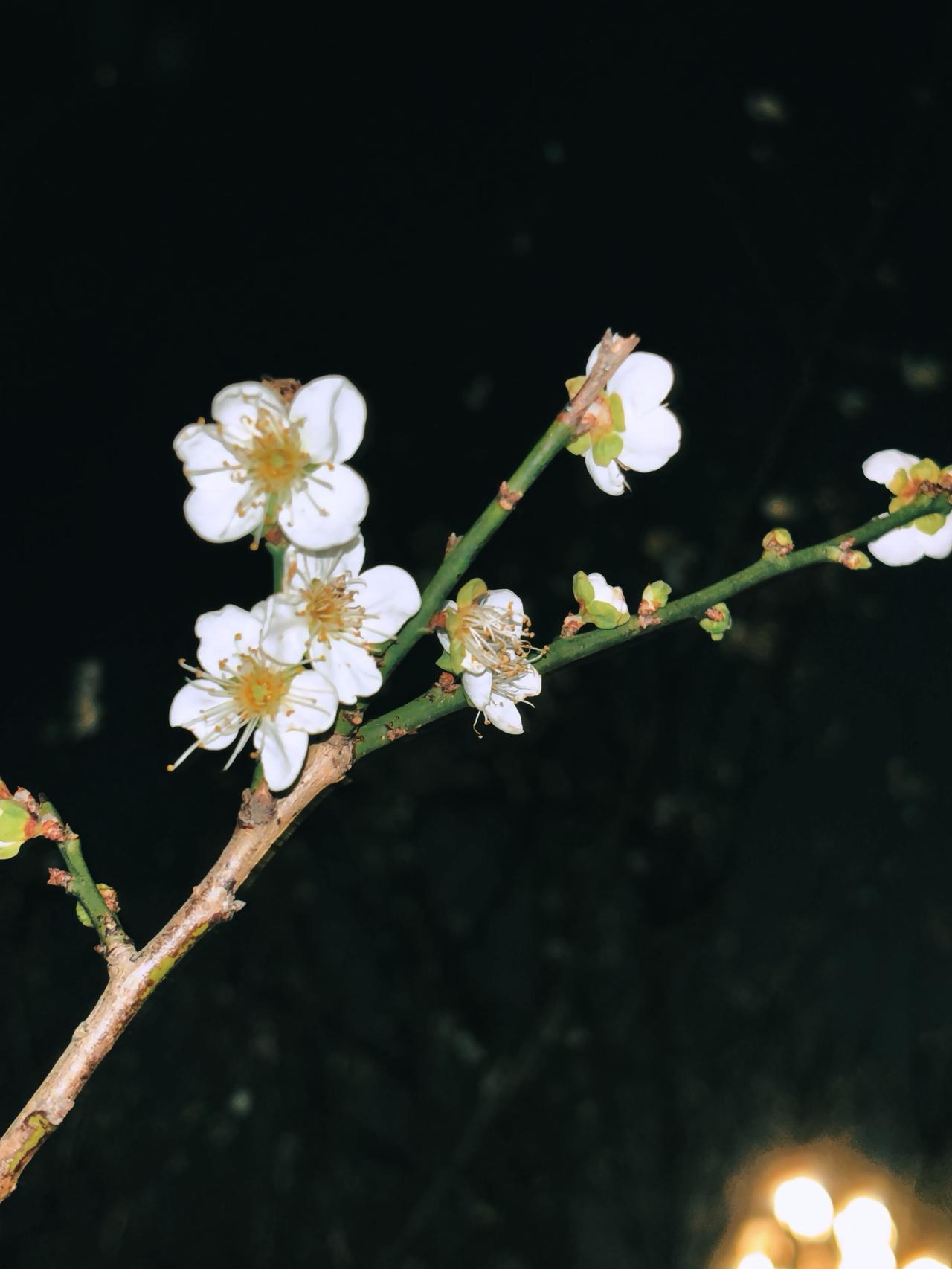 暗夜不染，清辉常在。🌸香雪公园的梅花开了！吃喝玩乐分享计划 我的摄影日记 梅花