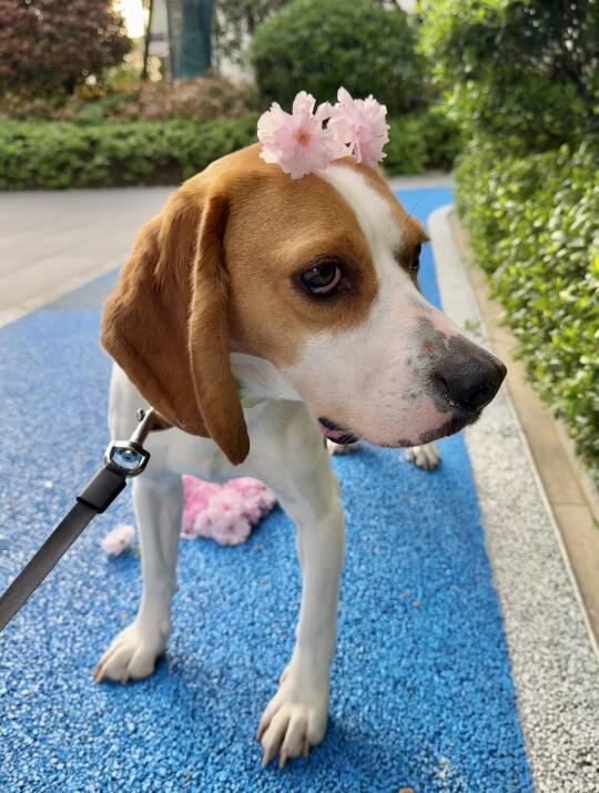 小狗知道自己很漂亮吗？樱花和比格好配啊