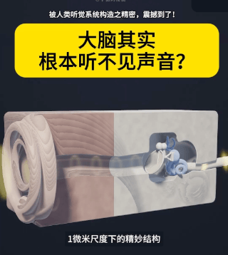 你听到的声音，其实从来没有真正进入过大脑！声波以气压波的形式冲入耳道，猛烈撞击紧