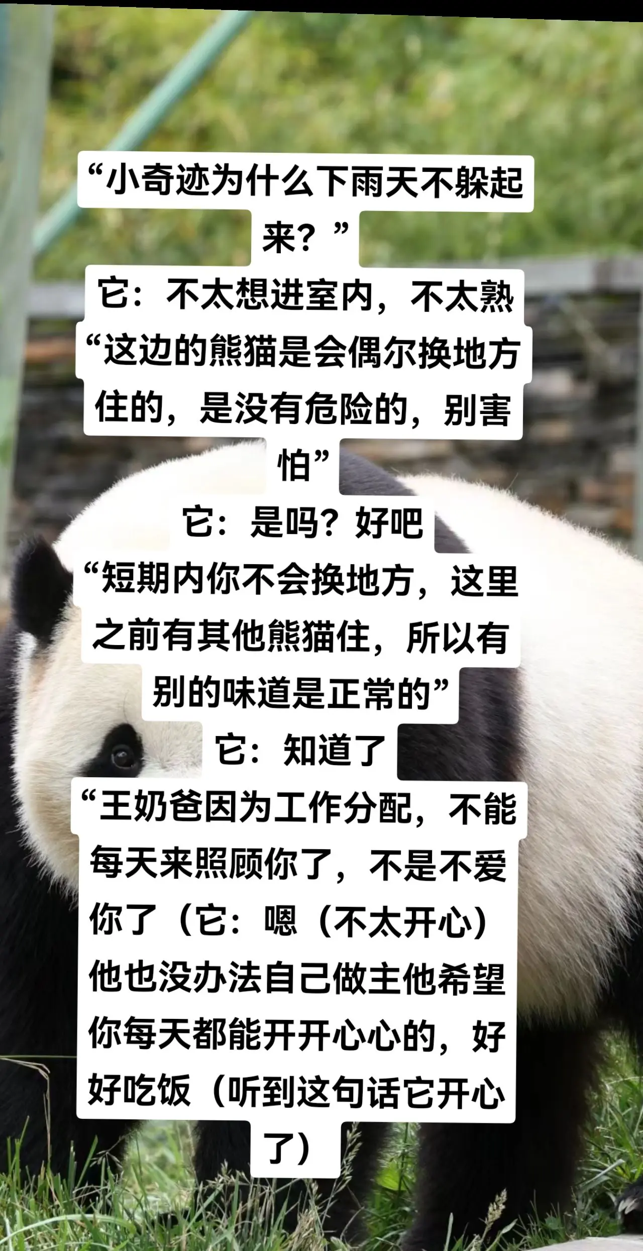宠物沟通——小奇迹。