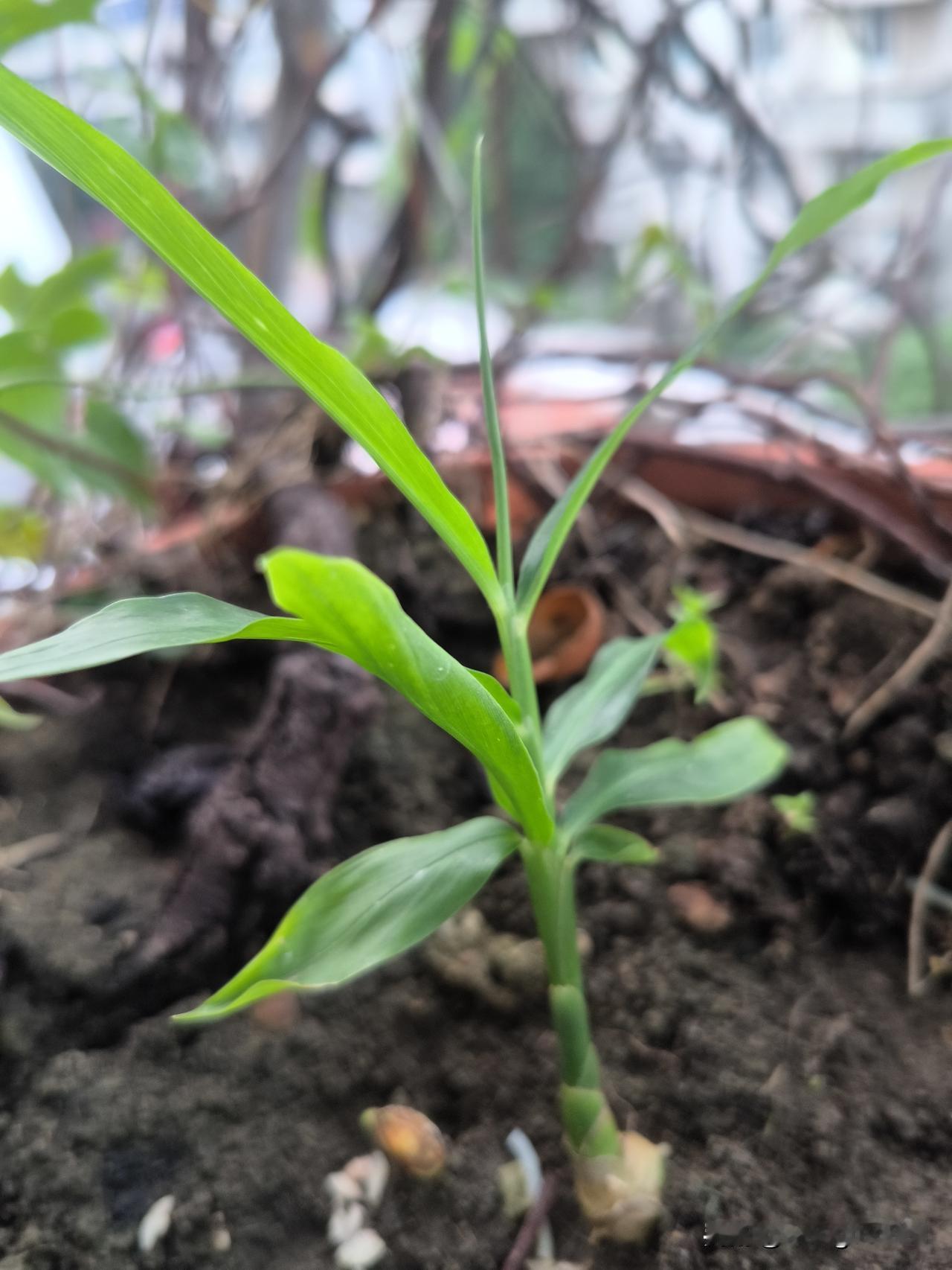 种姜
    一月前，我瞥见厨房的生姜冒出了嫩白小芽，便把发了芽的姜块连带母体切
