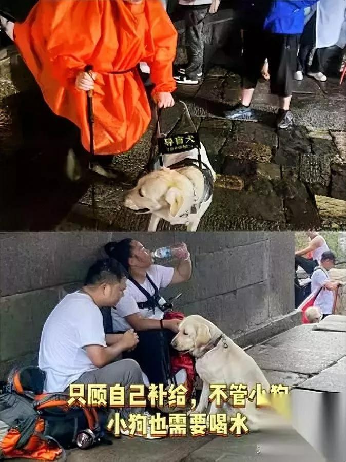芬迪累到趴下那刻，全网炸了。

值不值？镜头不会撒谎。

我刷到导盲犬芬迪冒雨陪