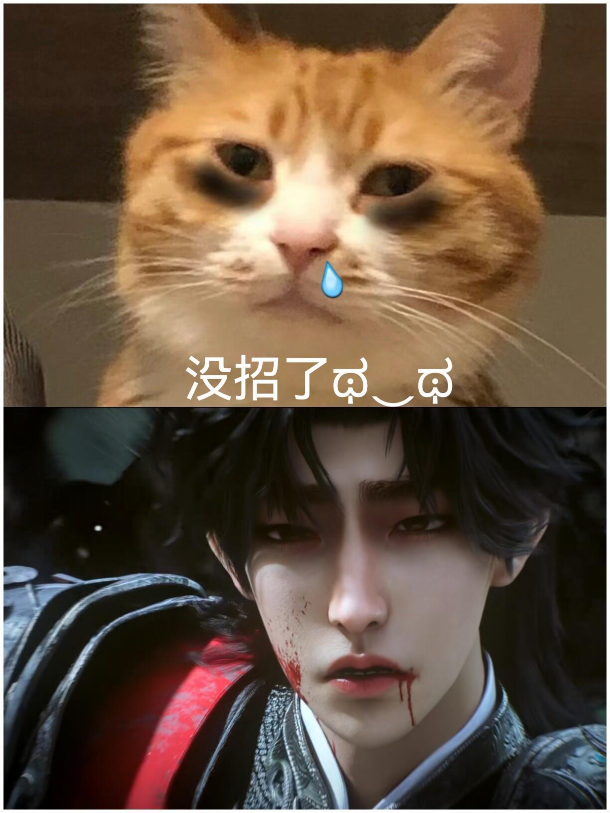 七血瞳猫咪收容所，太写实了哈哈哈好可爱(`･ω･´)ゞ 