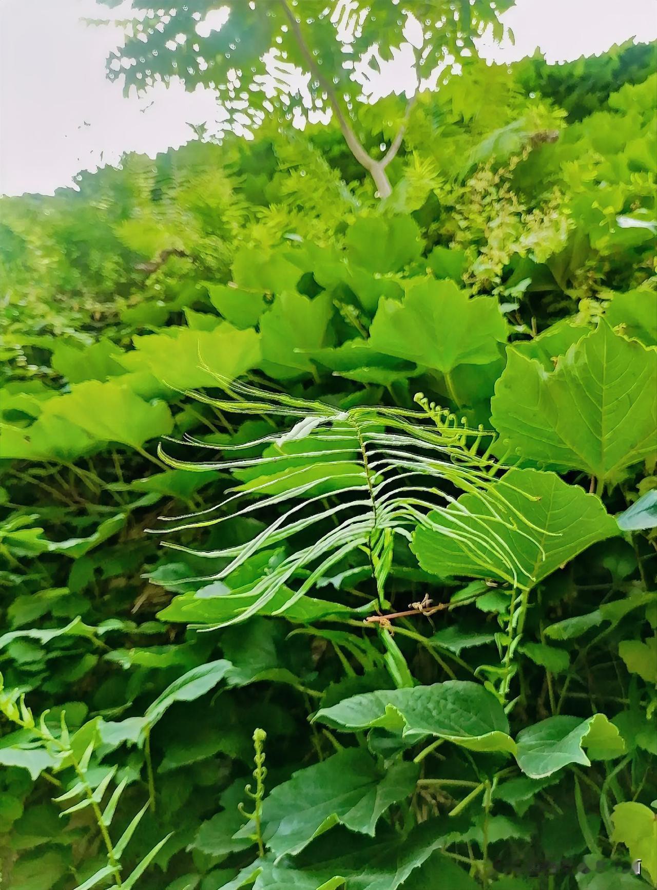 《绿意盎然（李林摄于汉中城固）》