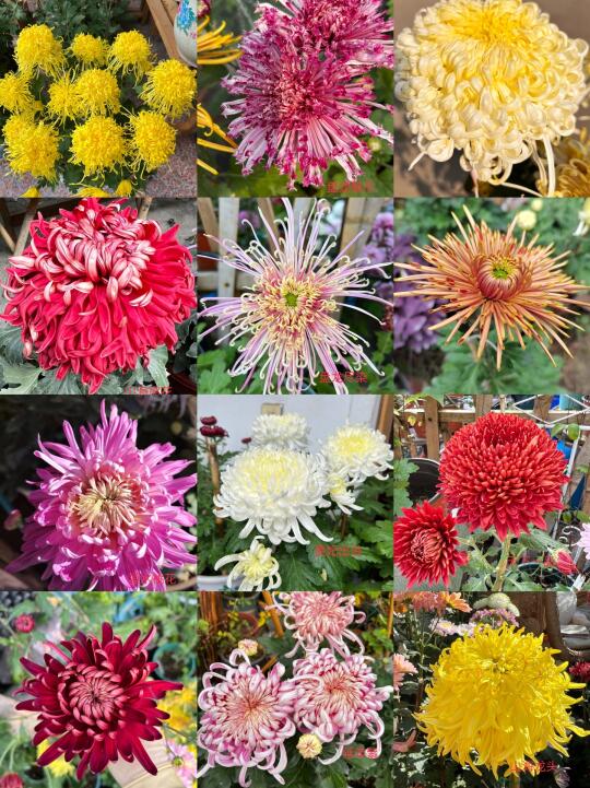 福利出组合：大花菊12品12棵（如图 ）仅十组