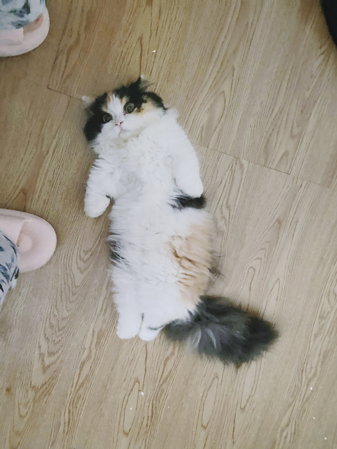 小猫咪真的知道自己叫什么吗❓