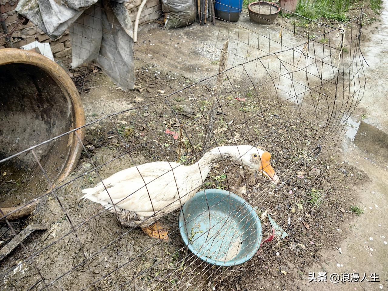 农村漫步，发现农户家的大鹅孤零零一个呆呆的看着我，看起来好悲伤的样子，人有人的烦