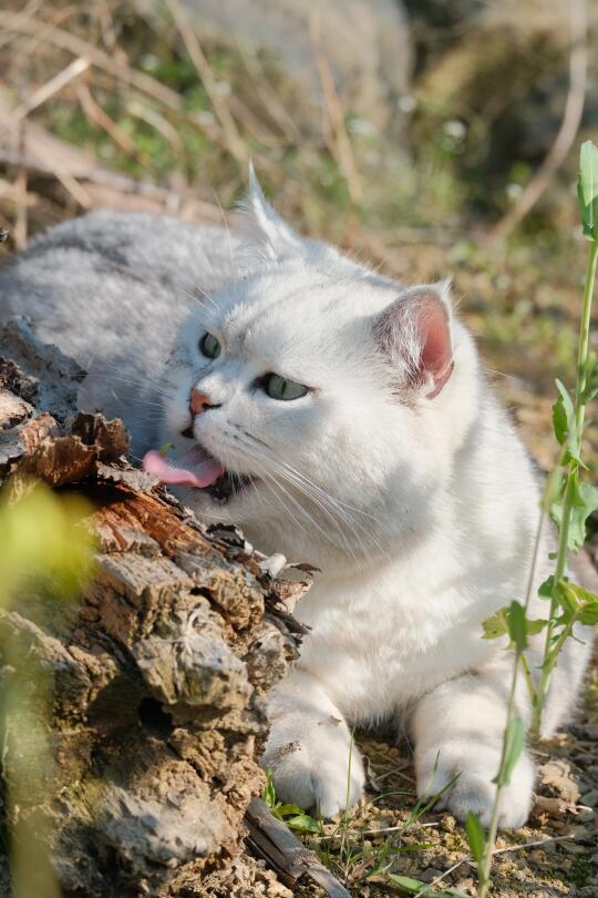 本来是想给阿猫拍花田大片