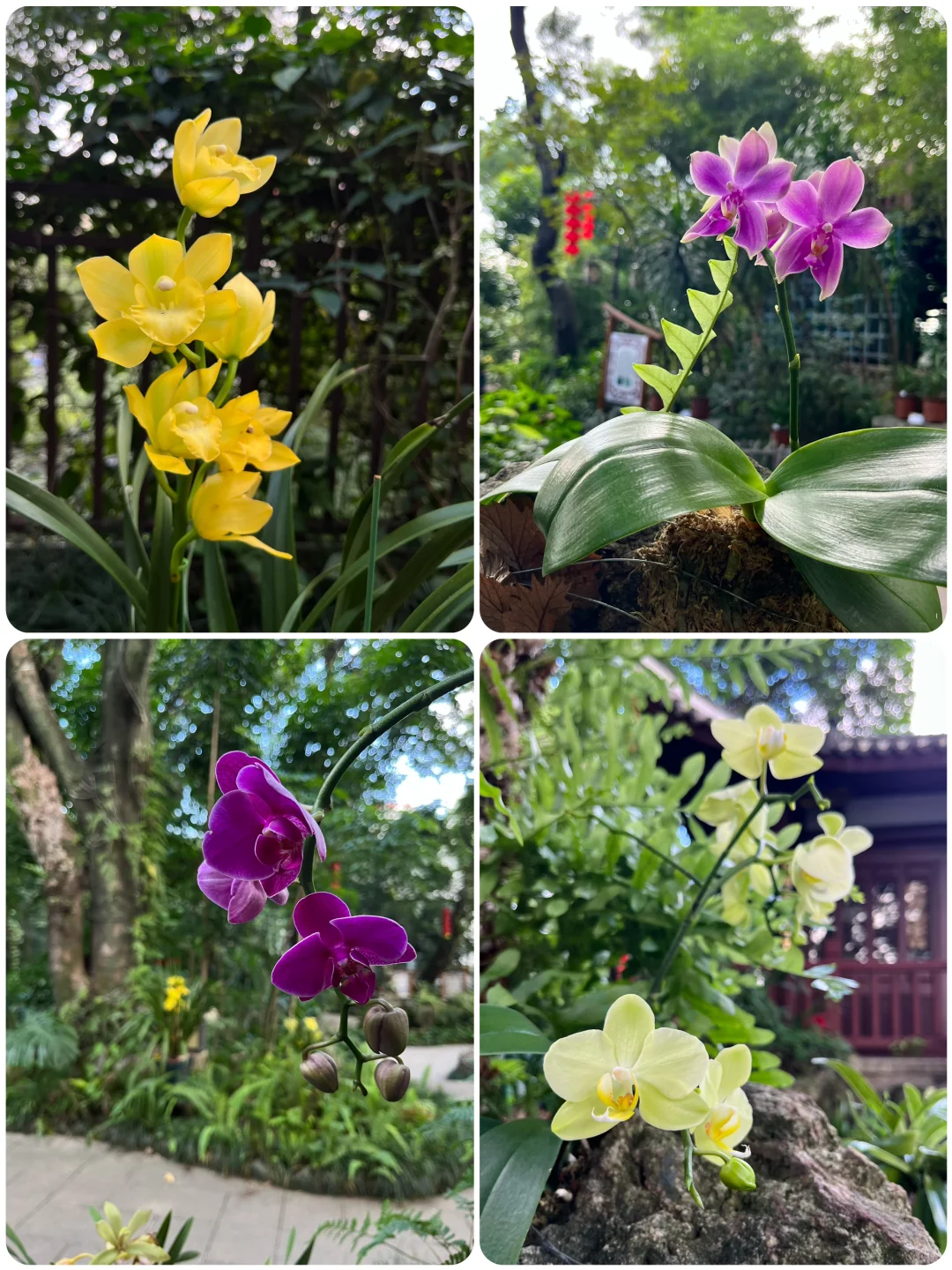 福州植物美图｜于山国庆兰展的精彩