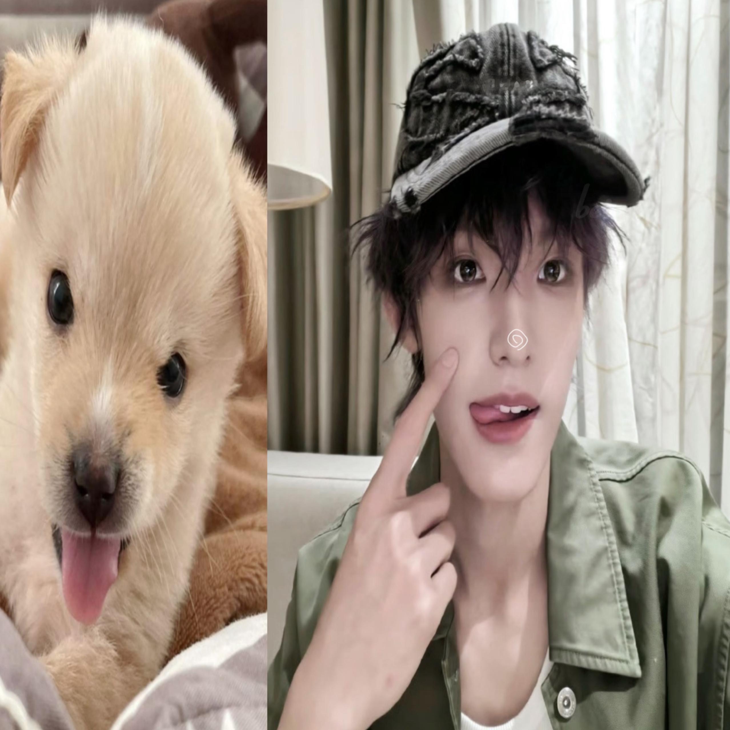 是好狗。萌萌狗。狗中顶流。完全的优质小狗。狗塑中的狗塑。小狗中的支配者。神之汪！
