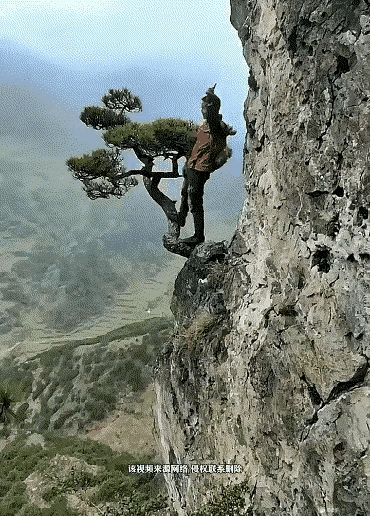 真为这棵树担心，长这么大不容易啊。