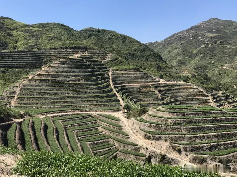福建这次暴雨给农业的打击，真的比预想中狠太多。
作为中国白茶核心产区的福鼎，截至