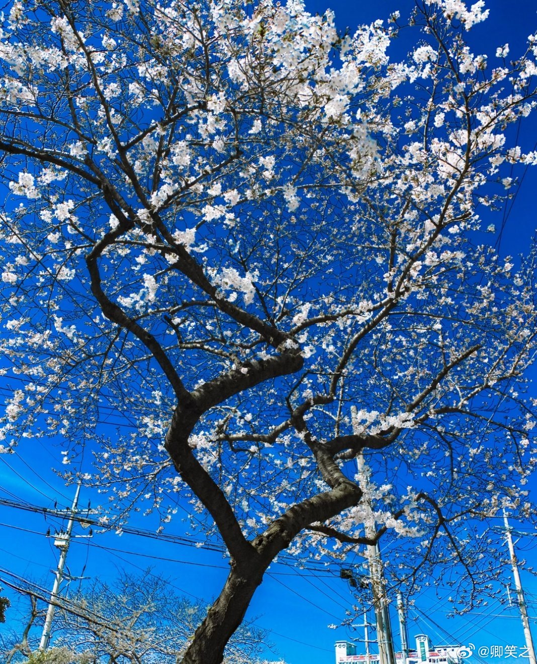 枯木逢春,那就春天快乐 