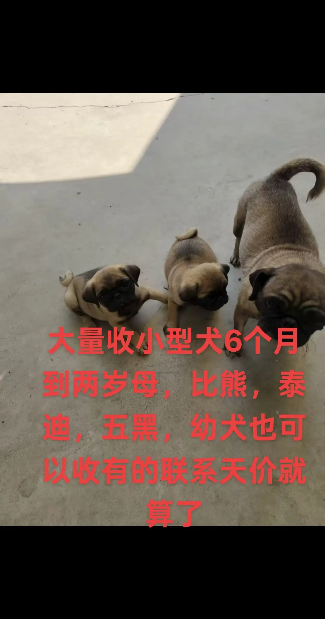 这几只巴哥犬也太可爱了吧！小短腿，大屁股，萌化了～🐶