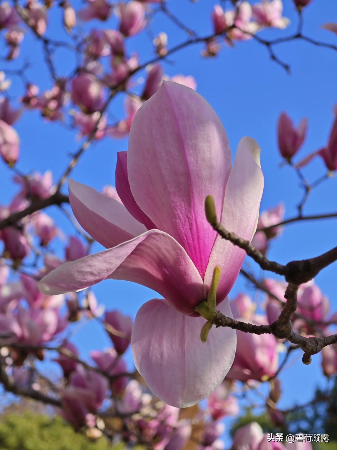 分享红色玉兰花的风采，初春的玉兰花，绽放在明媚的春阳下，随风摇曳，多姿多彩，红艳
