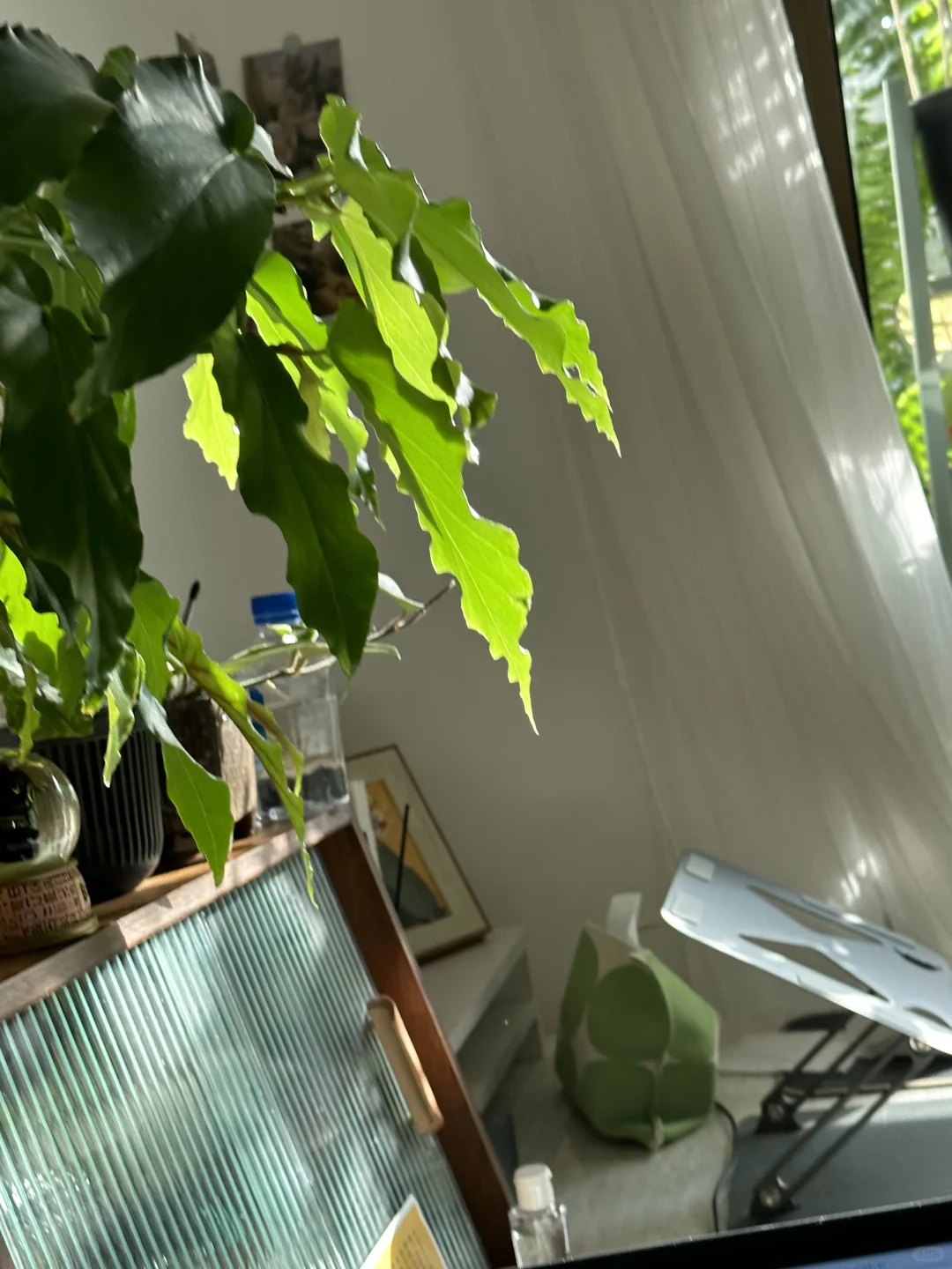 养猫植人幸福的具象化～🐱🪴