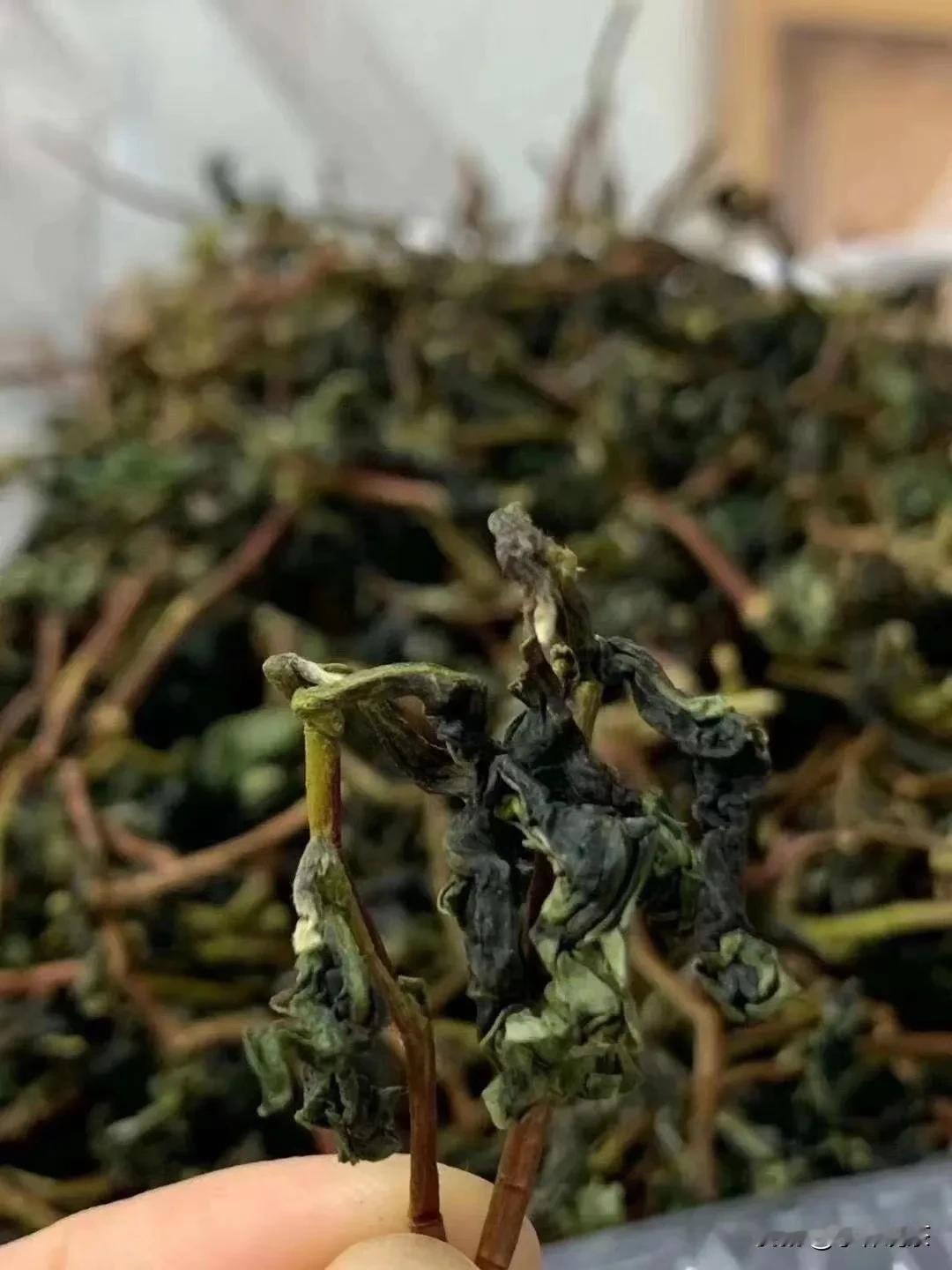 秋已至，桂花开，约三五好友，泡上一壶兰花香铁观音，方不负时光[微风]