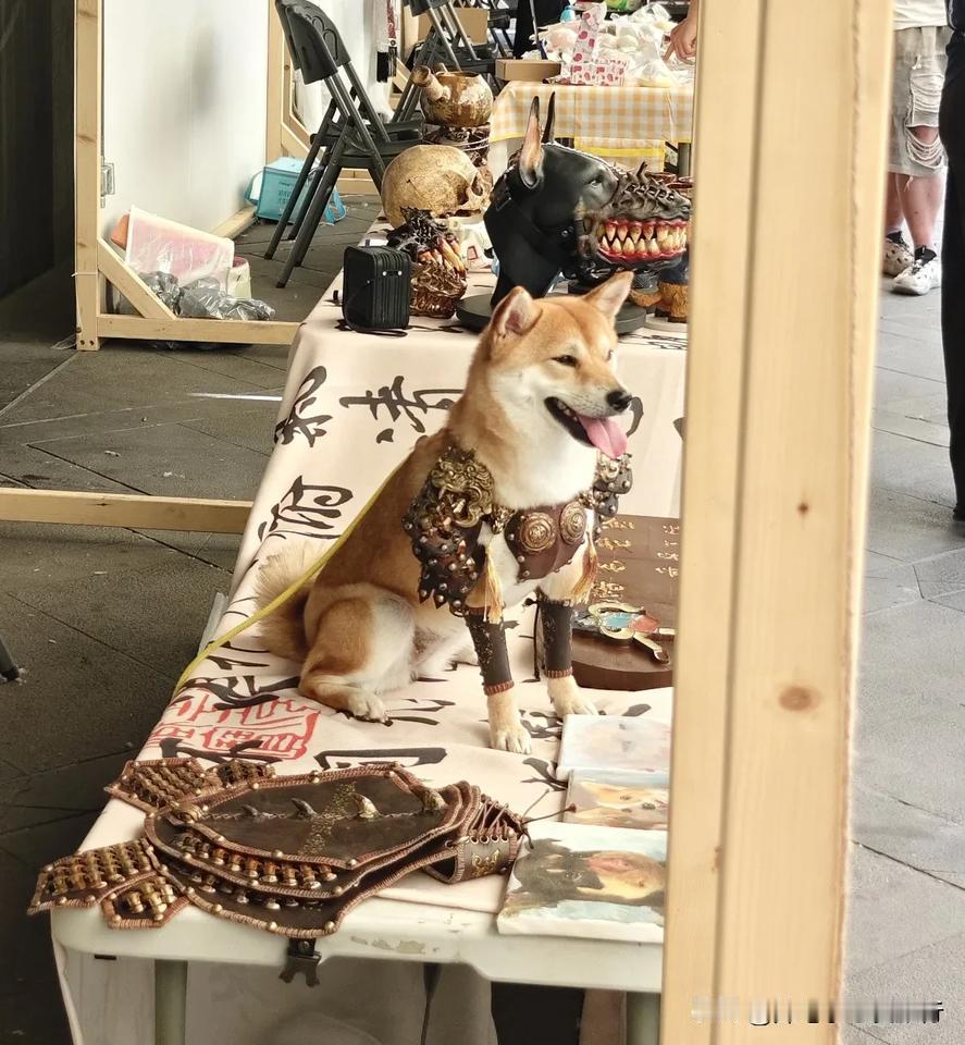 今天是个大热天，长春气温高到33度，东北柴犬money打工摆摊，够辛苦的了！工作