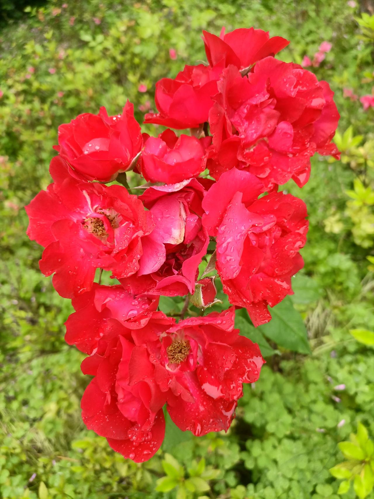 【夏之韵·为人间带来无限生机与活力的月季花】春日生活打卡季

在繁花似锦的自然界