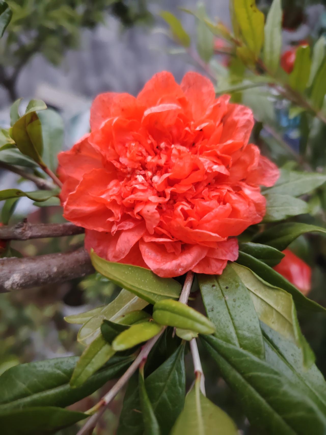 上联:花期不误春风约，诚邀对下联