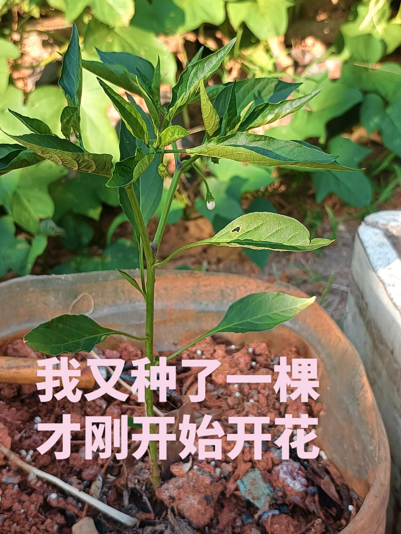 最近高温天气，辣椒接二连三枯萎。我又种了一棵，才刚开始开花包，也不知道能吃到秋辣