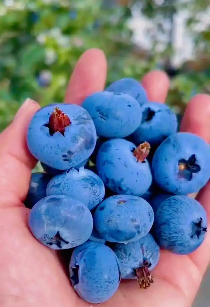 终于弄明白了，
蓝莓价格大跳水，
根本不是它掉价了，而是
国产水果的崛起让它回归