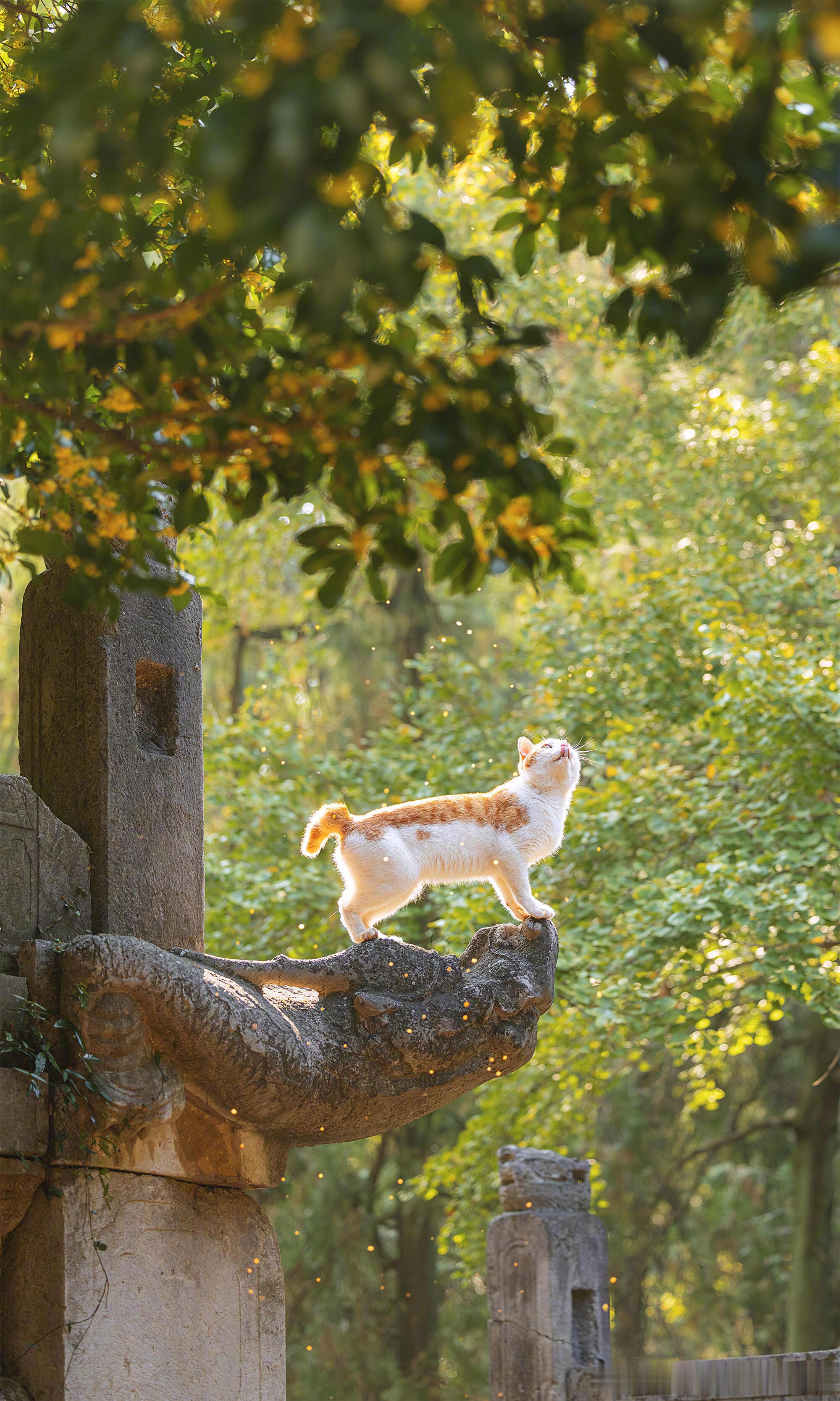 “猫闲桂花落。” ​​​