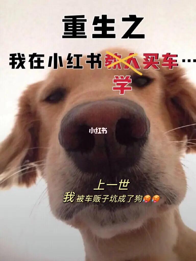 我重生了😱重生在我被车贩子骗钱的前一天.