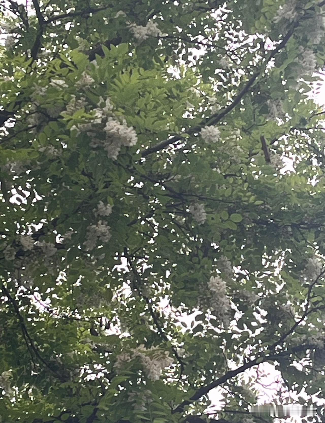 分享一下你拍的云的照片小城槐花香，溪边放蜂忙，采得蜜甜，沁入心田，挽入春风好时光