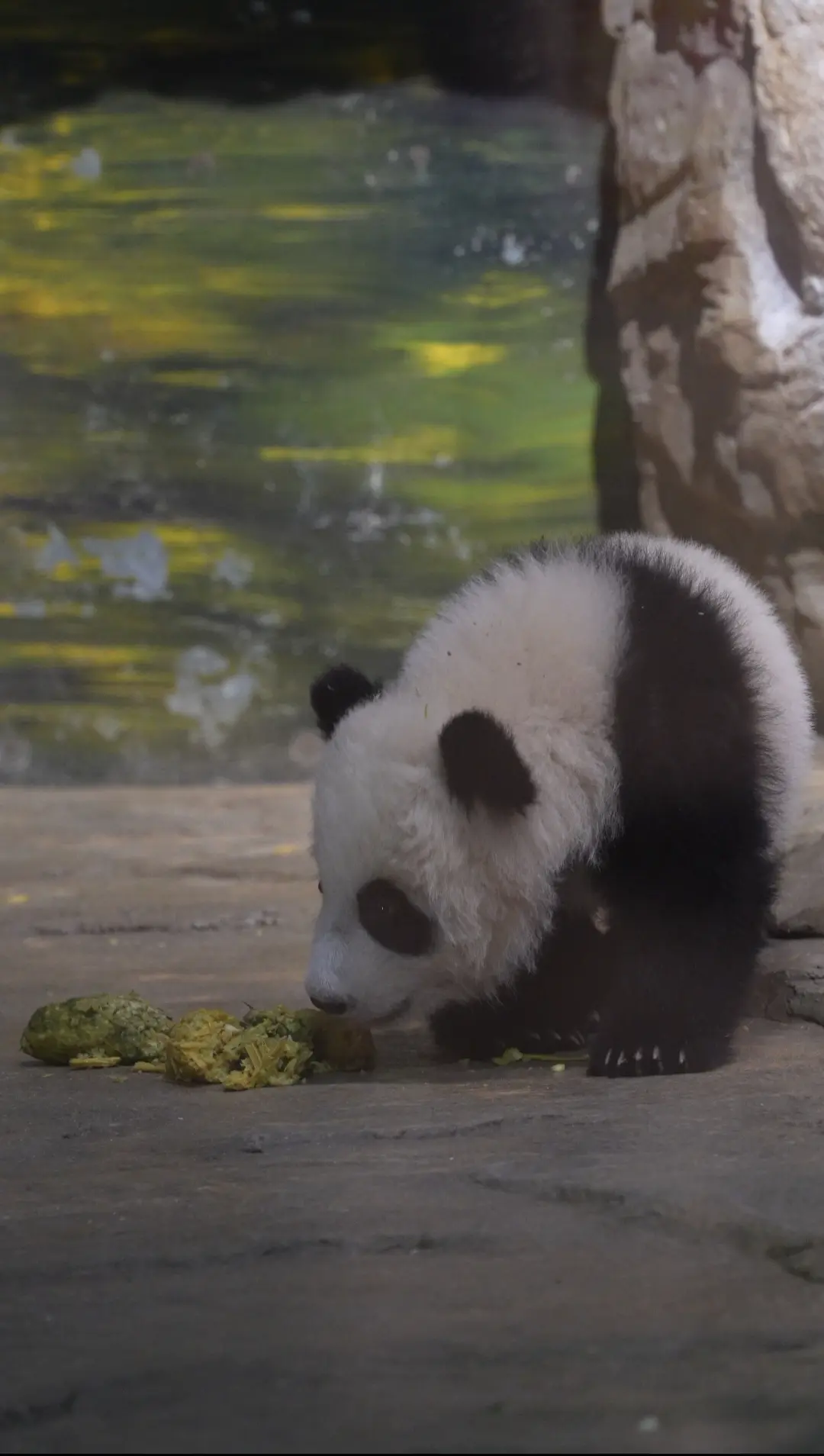 妹猪，拿你过年收到的红包换走你的黑历史！