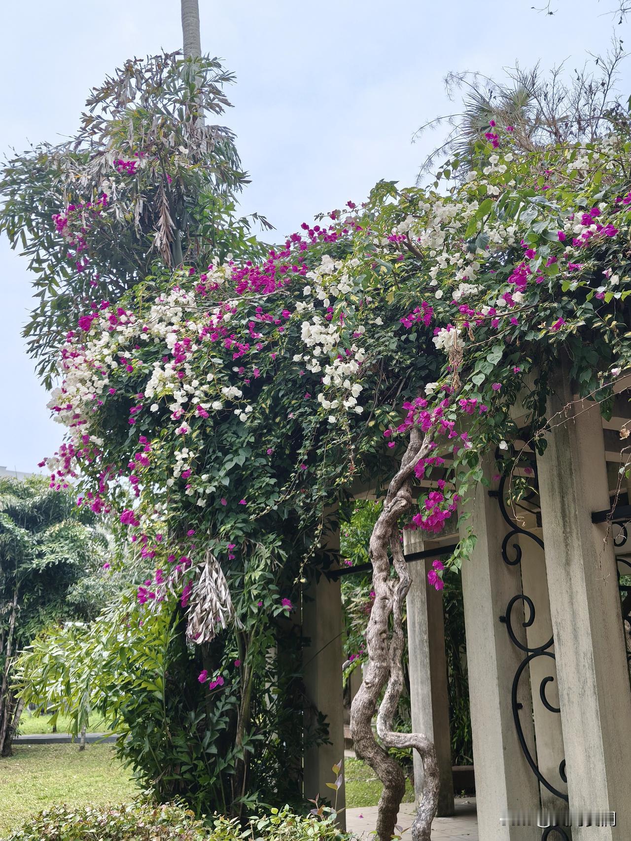 湛江市区隐匿着一颗“蓝宝石”——霞湖公园。它是新中国成立后首批建成的公园，早在2