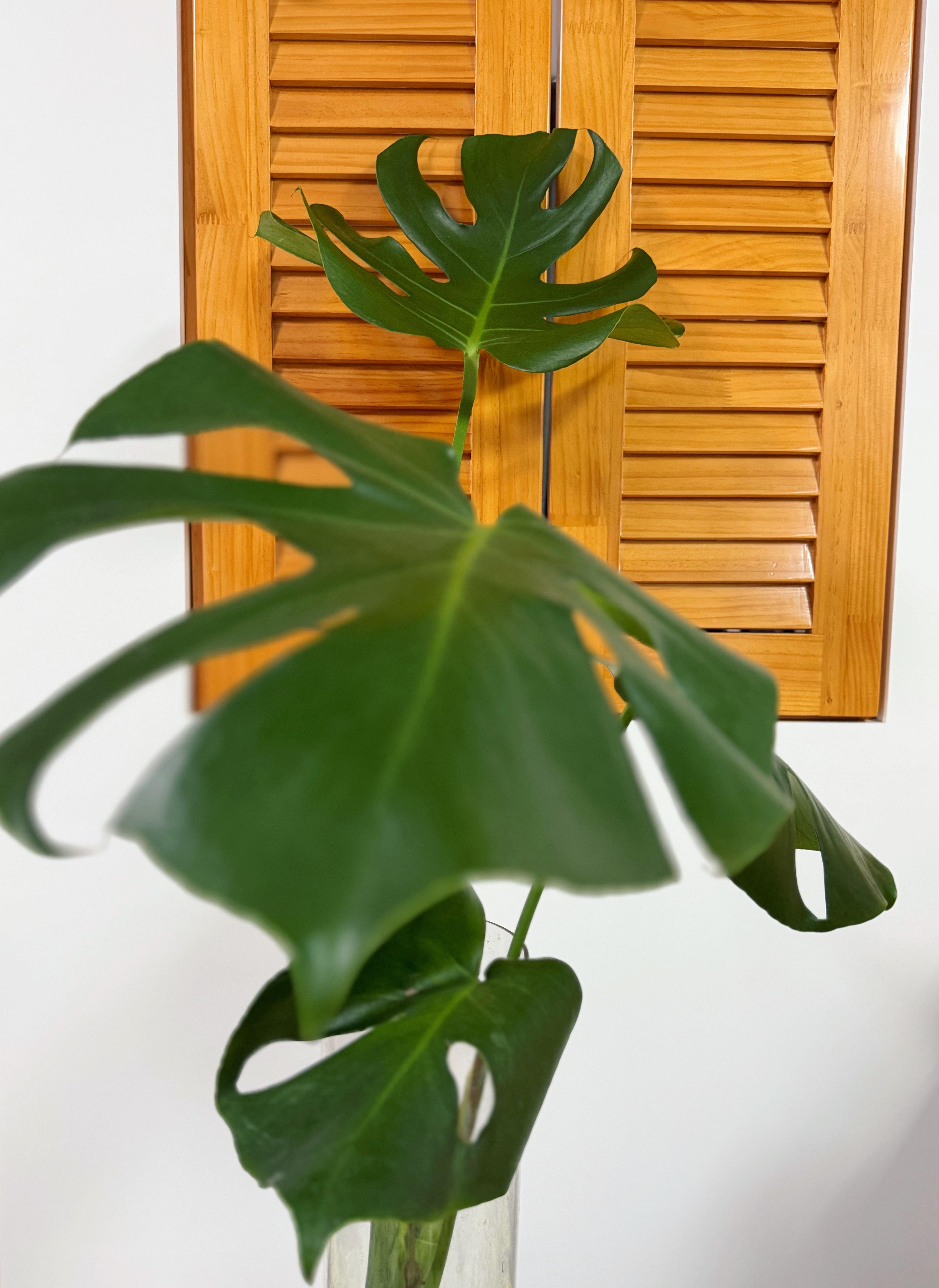 嘿嘿我的龟背竹不仅没死还长高了！很快就要长成参天大竹了！ 