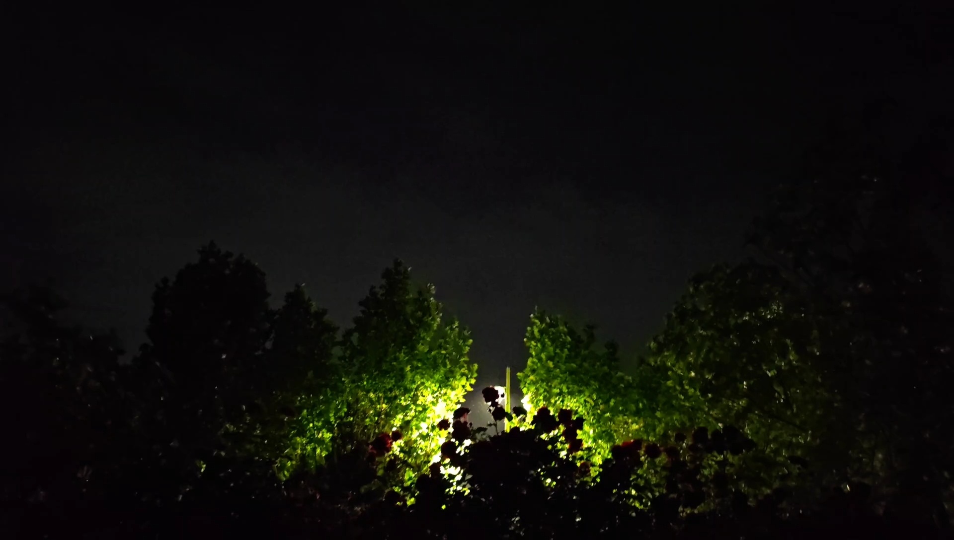 树叶在灯光的点缀下仿佛进入了魔法世界夜晚