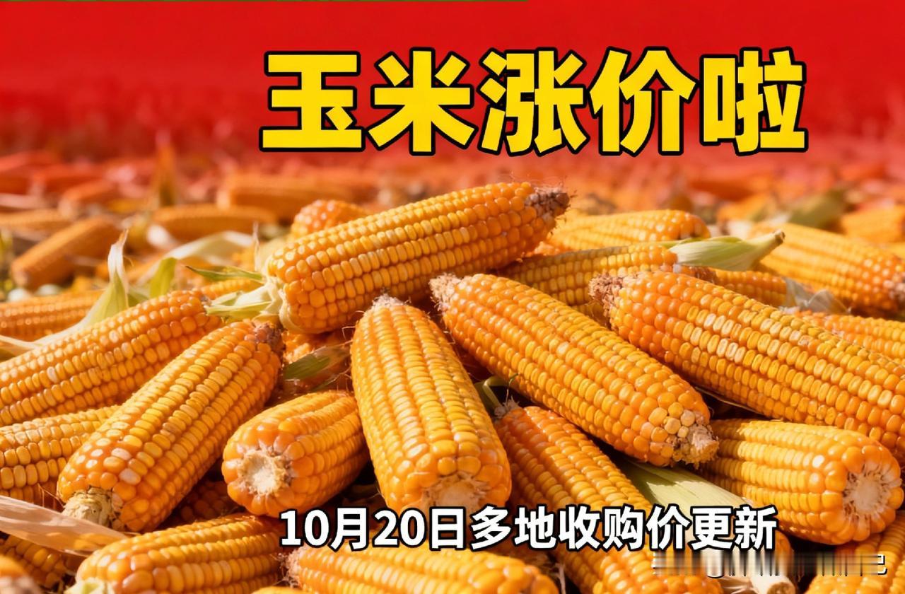 紧急！10.20玉米真的涨了！东北山东都动了，但这3件事千万别急！
 
家人们！