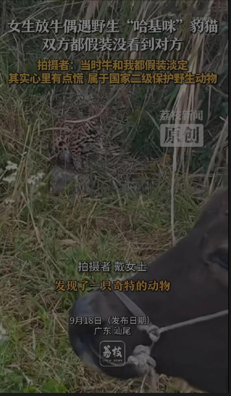广东妇女放牛遇“玫瑰纹兽影”，
对视半小时吓出冷汗
这究竟是橘猫还是珍稀兽？
