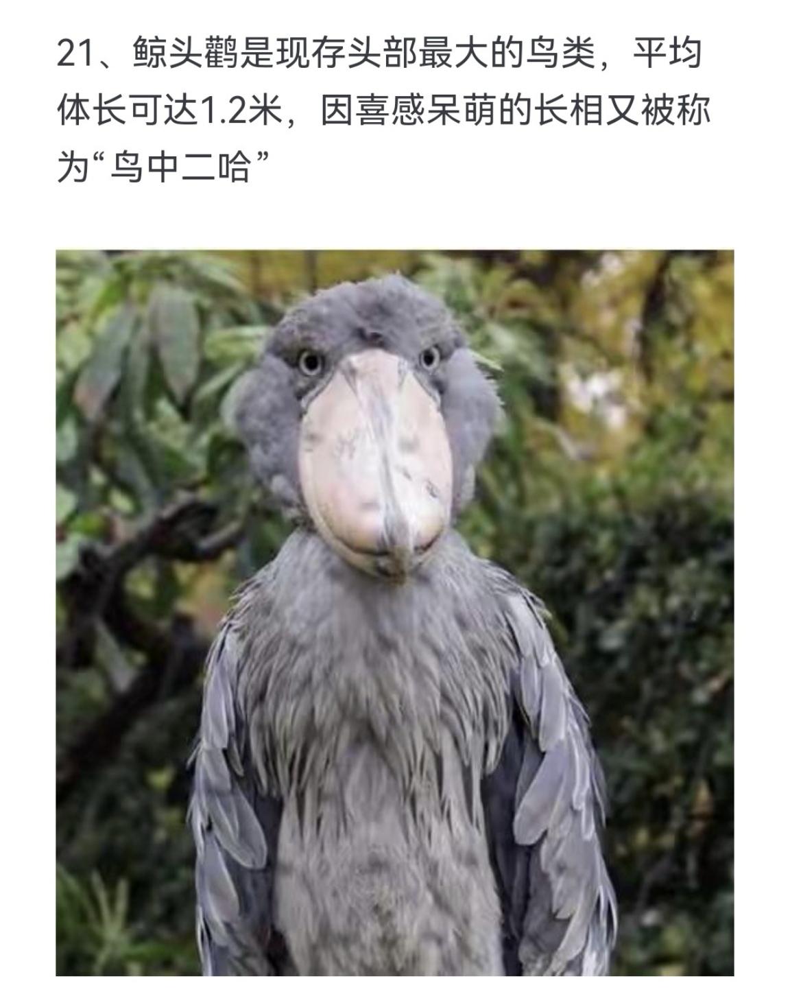 鲸头鹳是现存头部最大的鸟类，平均体长可达1.2米，因喜感呆萌的长相又被...