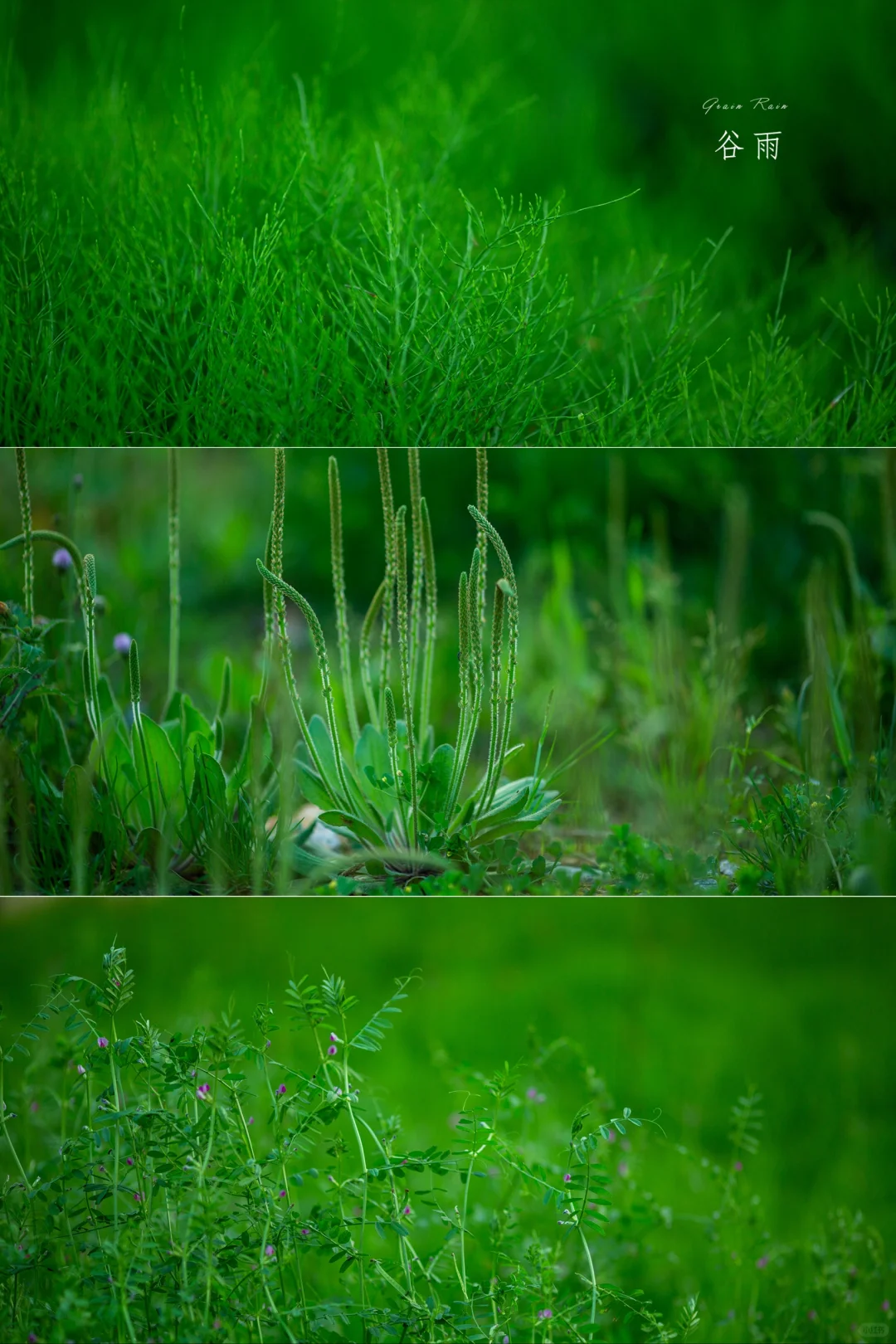 谷雨晚晴|二十四节气