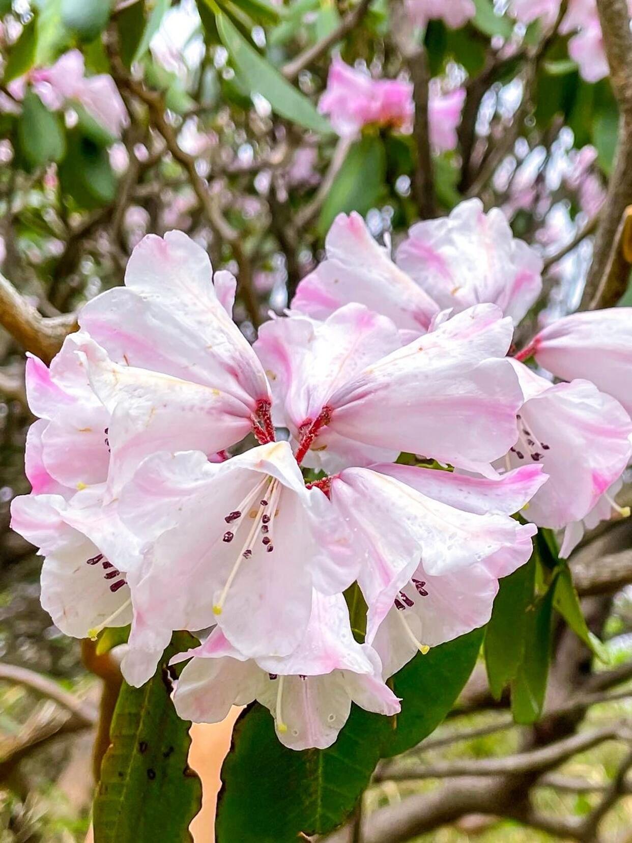 🌸行程亮点：
1️⃣ 云巅花海·杜鹃怒放
海拔1500米以上的秦岭之巅，成片高