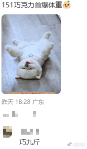 孟子义的狗有新名字了孟子义首曝巧克力体重 孟子义曝光巧克力体重，直接喜提新名字巧